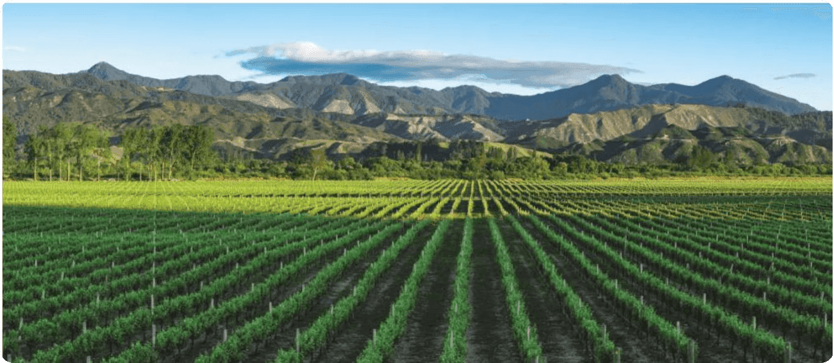 Winnica Cloudy Bay w dolinie Wairau, Marlborough