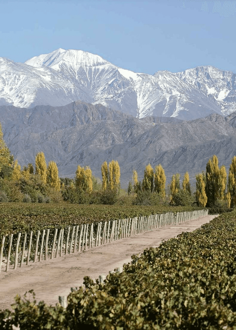 Winnica Terrazas de los Andes u podnóża Andów